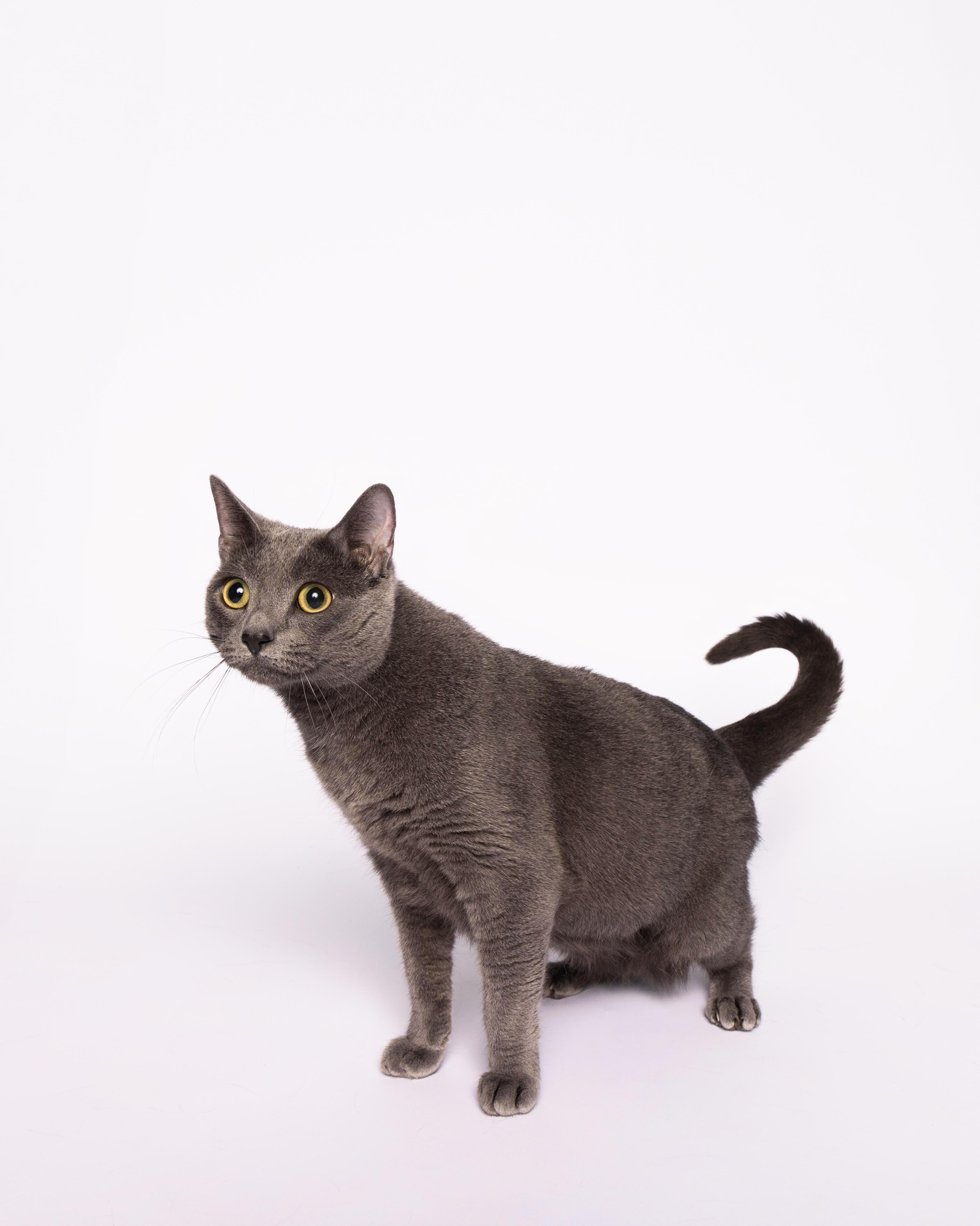 Mimi, an adoptable Domestic Short Hair in Waterloo, IA, 50703 | Photo Image 2