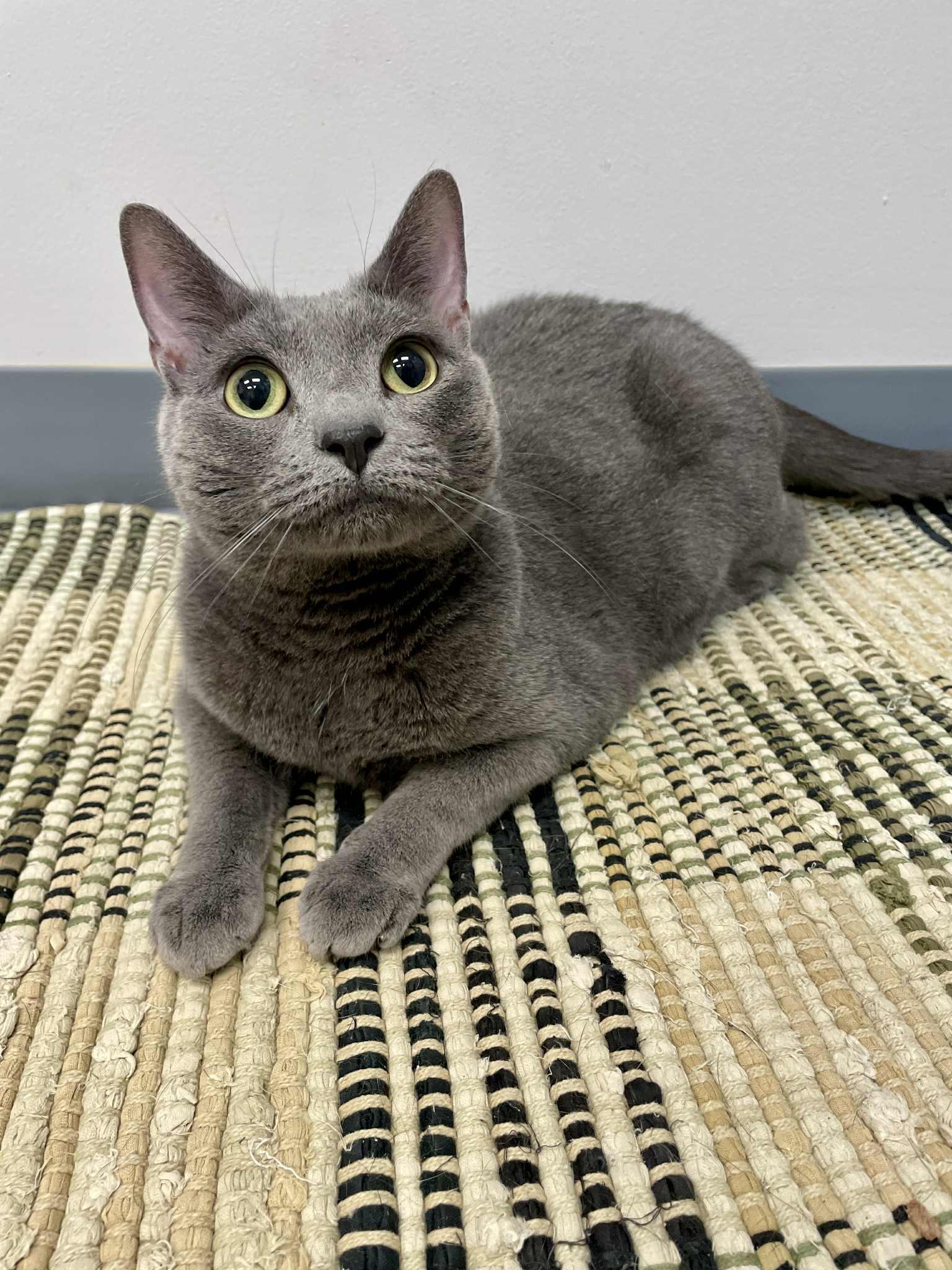 Mimi, an adoptable Domestic Short Hair in Waterloo, IA, 50703 | Photo Image 1