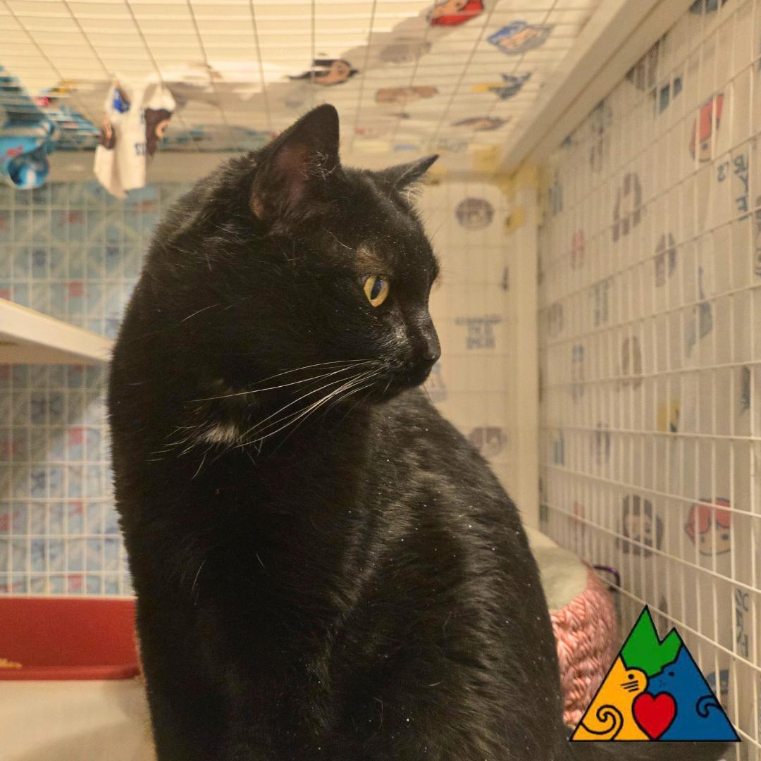 Lillith, a ADOPTABLE Domestic Short Hair in Douglas, WY image 3/3