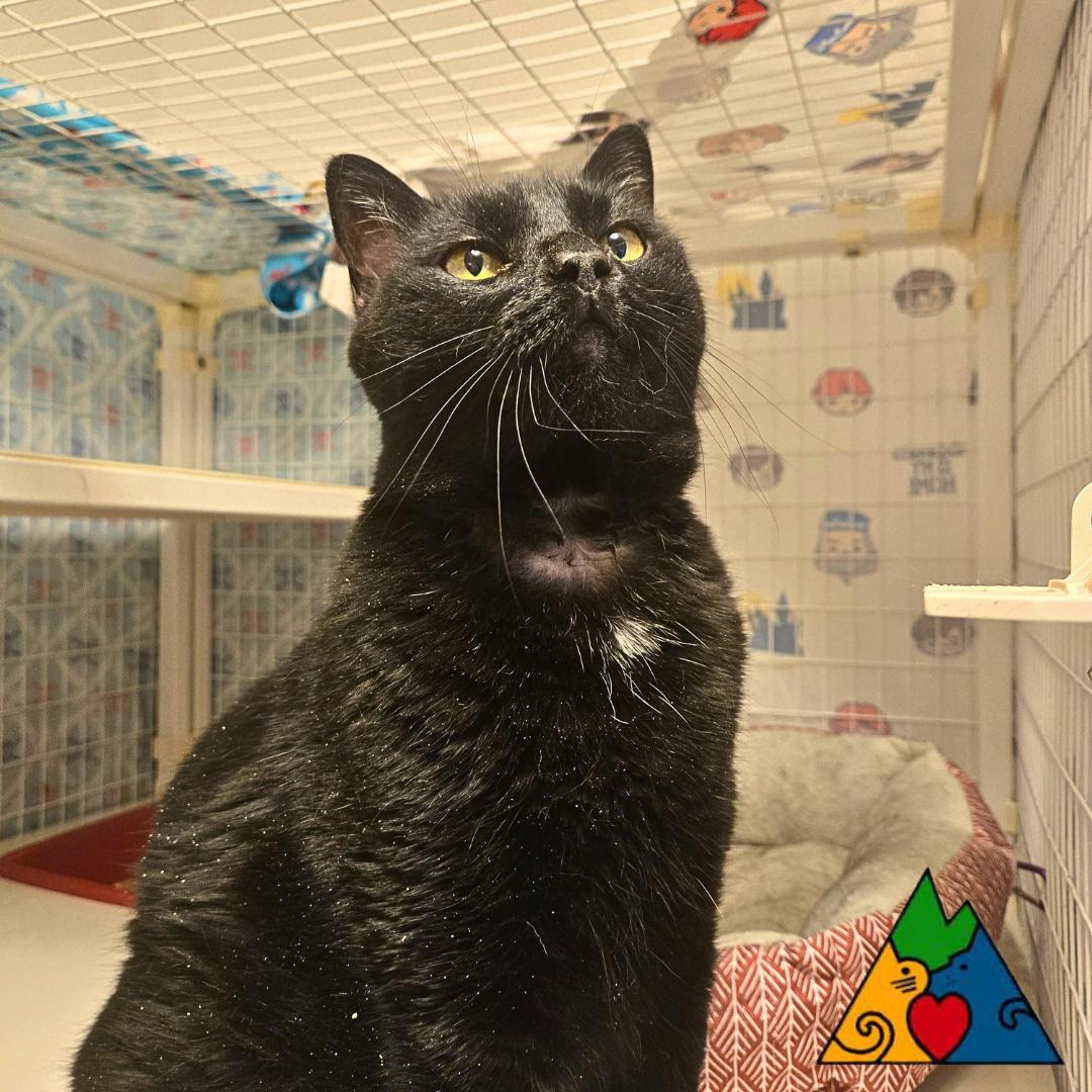 Lillith, a ADOPTABLE Domestic Short Hair in Douglas, WY image 2/3