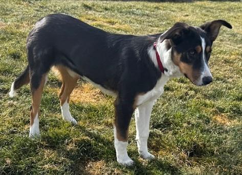 Enlarge 59894549, a ADOPTABLE mixed breed in Elko, NV image 1/1