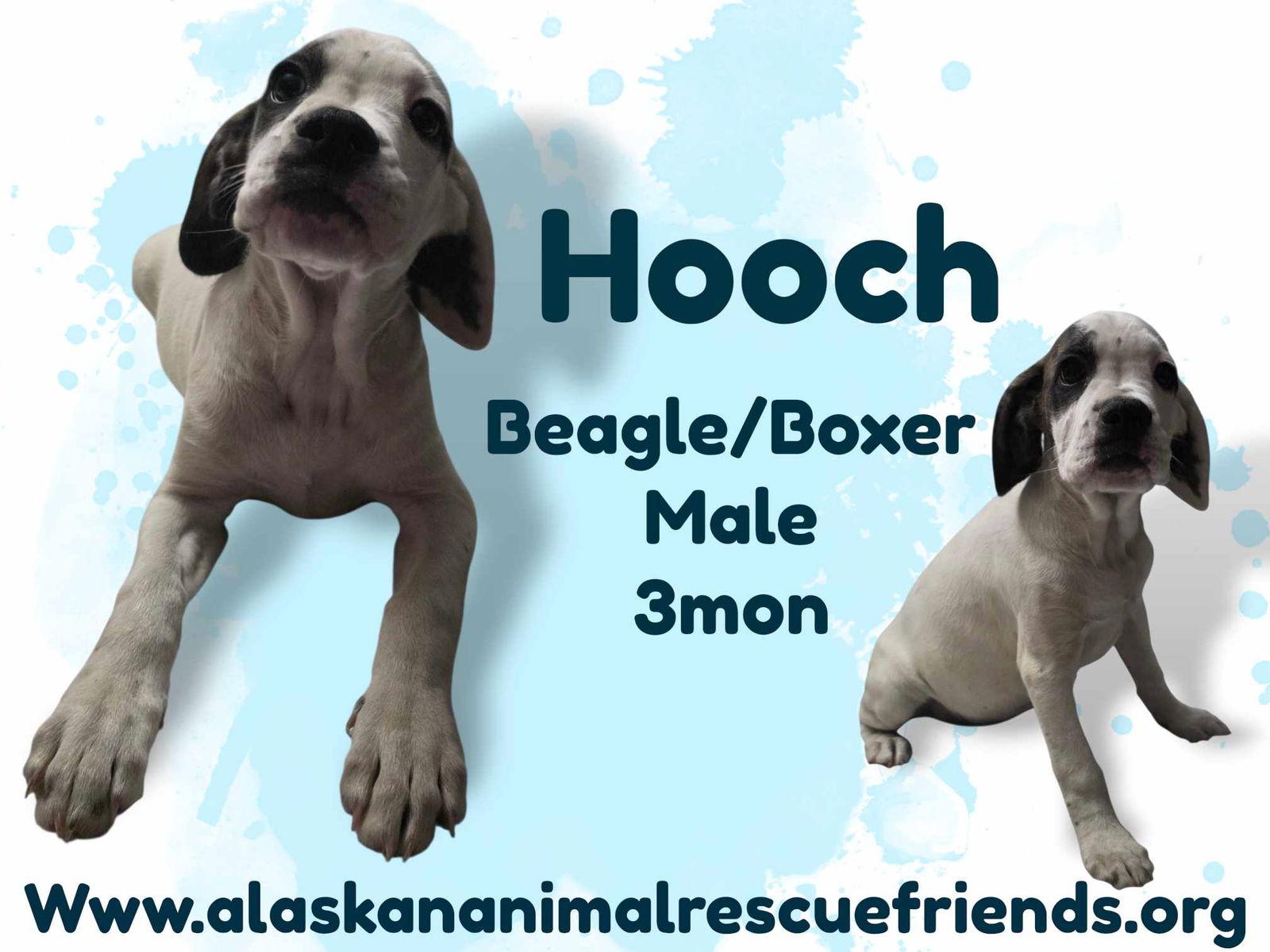 Hooch, Adoptable, Puppy Male Beagle & Boxer.