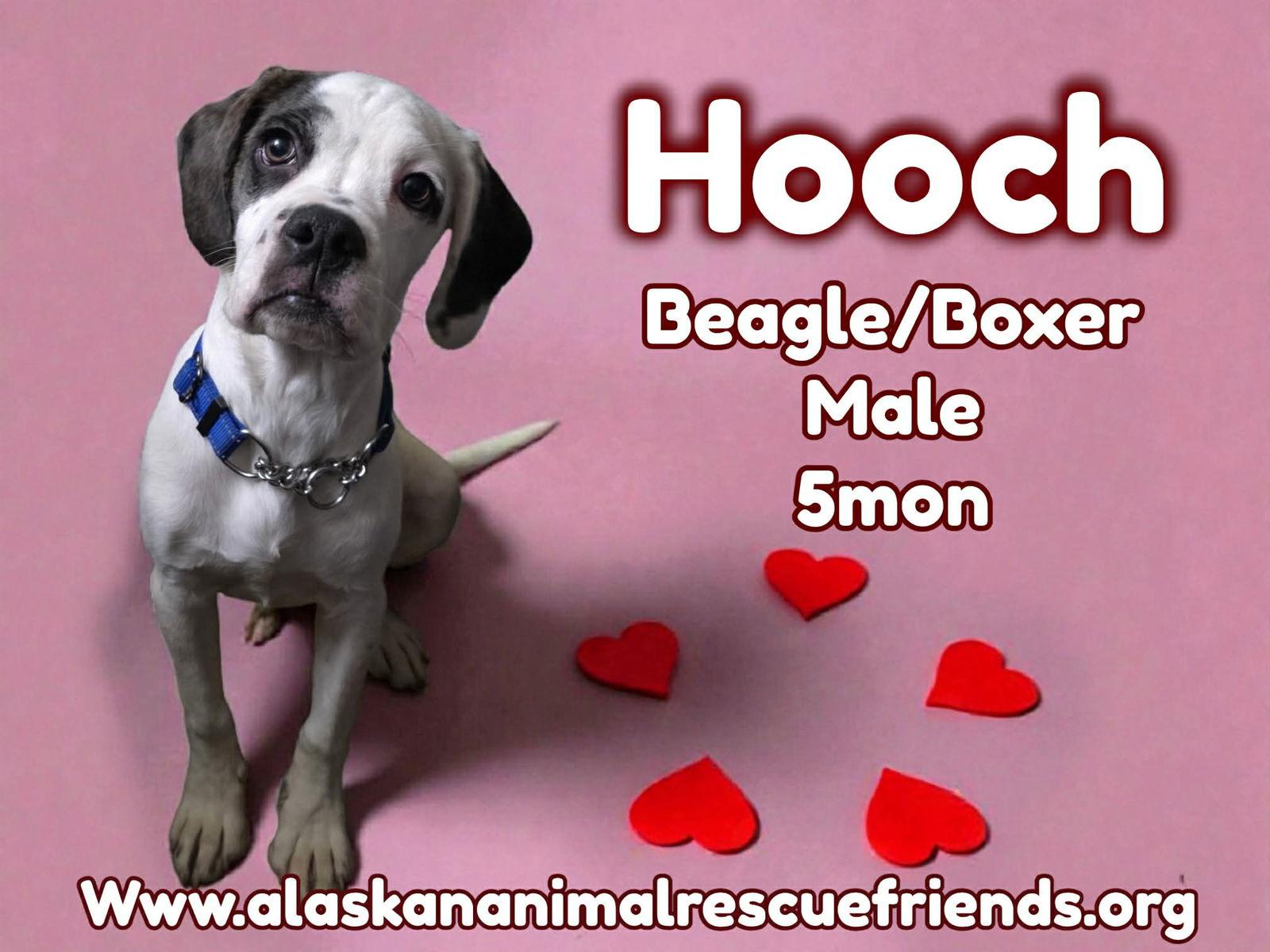 Hooch, a Adoptable mixed breed in Anchorage, AK image 2/2