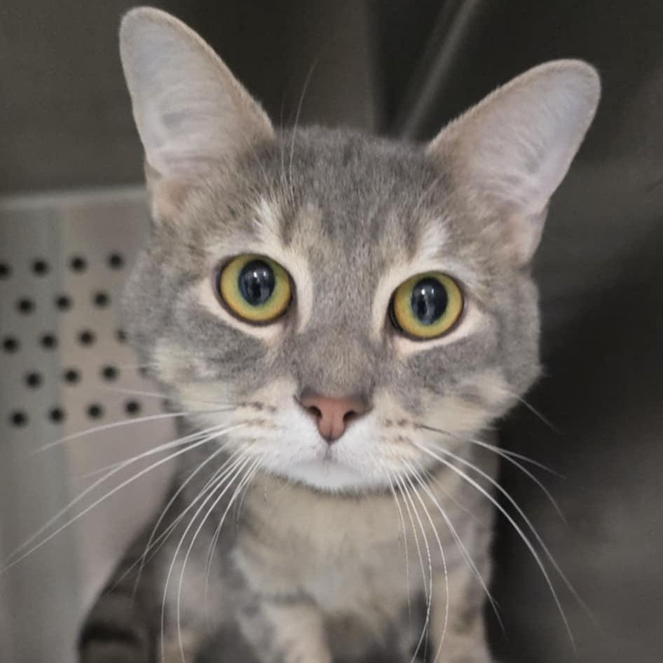 Bam Bam, adopted, Young Male Domestic Short Hair.