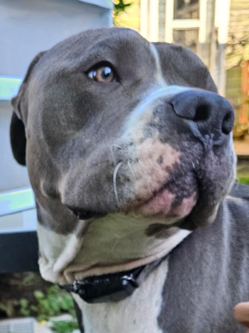 Enlarge Luther - Courtesy Listing, a Adopted American Bully in Carlsbad Springs, ON image 1/4