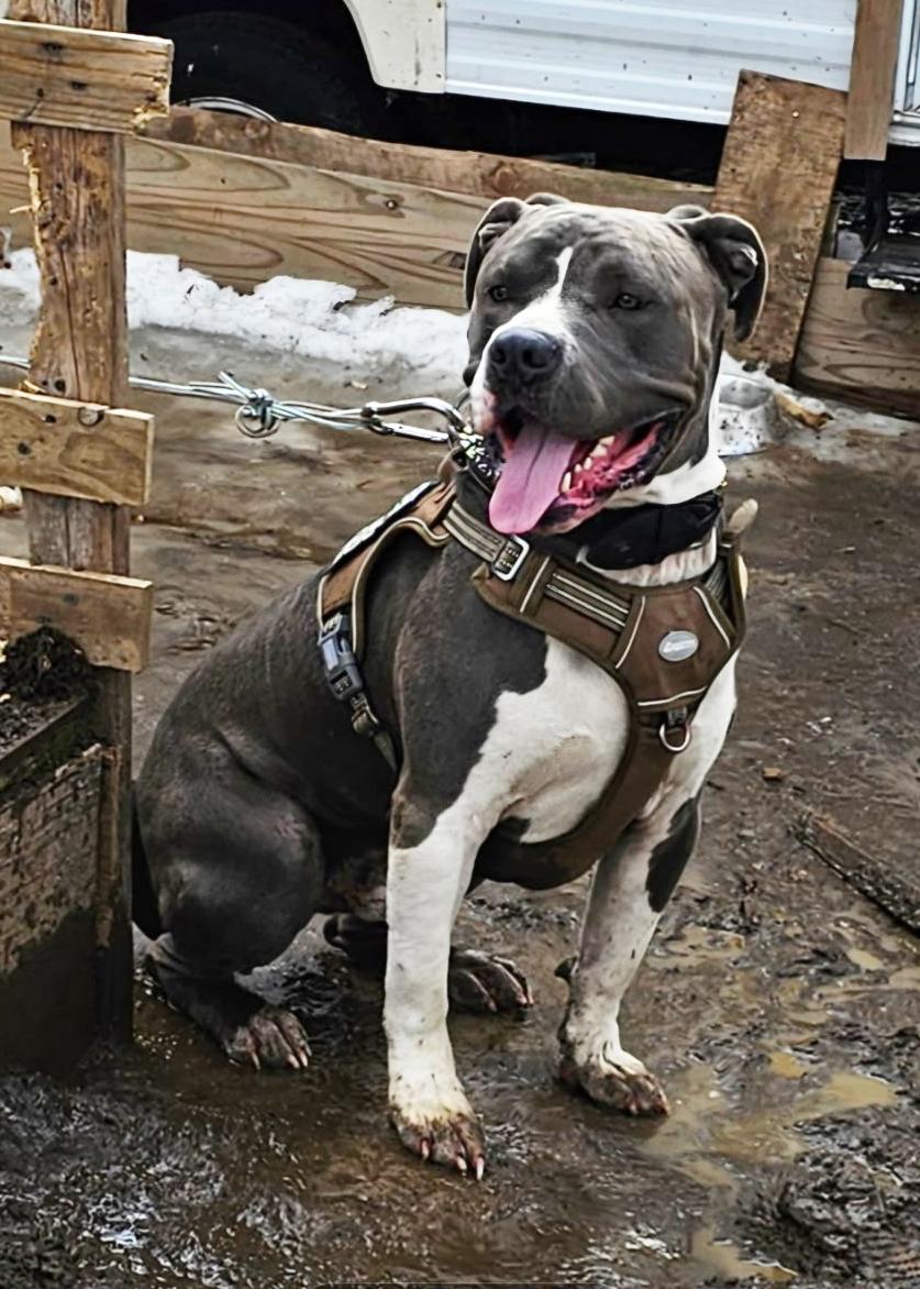 Enlarge Luther - Courtesy Listing, a Adopted American Bully in Carlsbad Springs, ON image 2/4