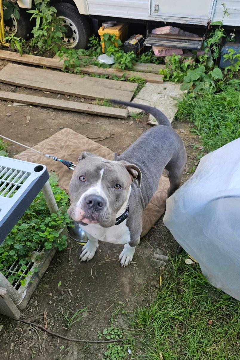 Luther - Courtesy Listing, Adopted, Young Male American Bully.