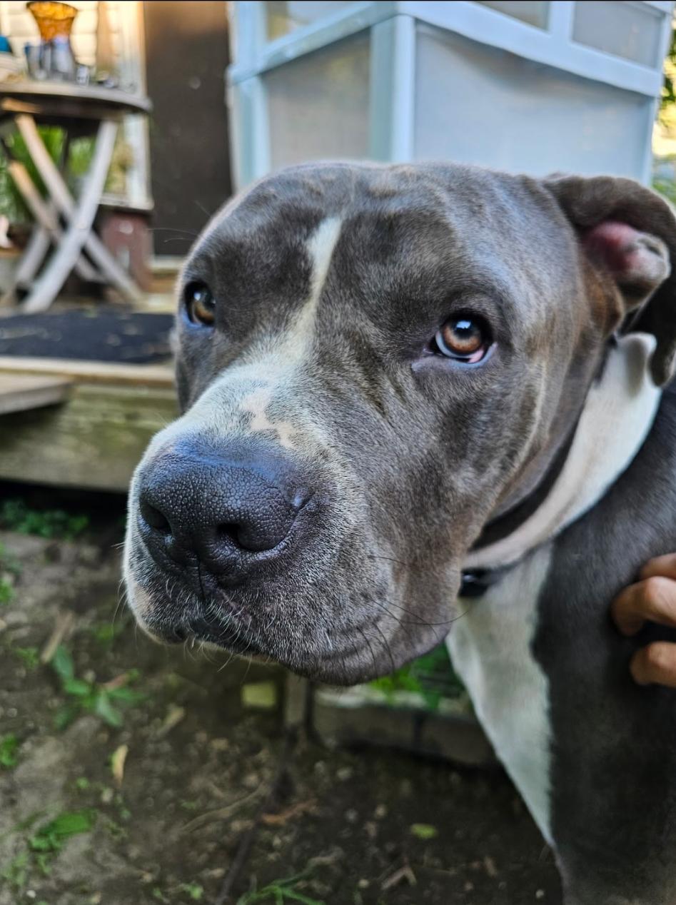 Enlarge Luther - Courtesy Listing, a Adopted American Bully in Carlsbad Springs, ON image 4/4