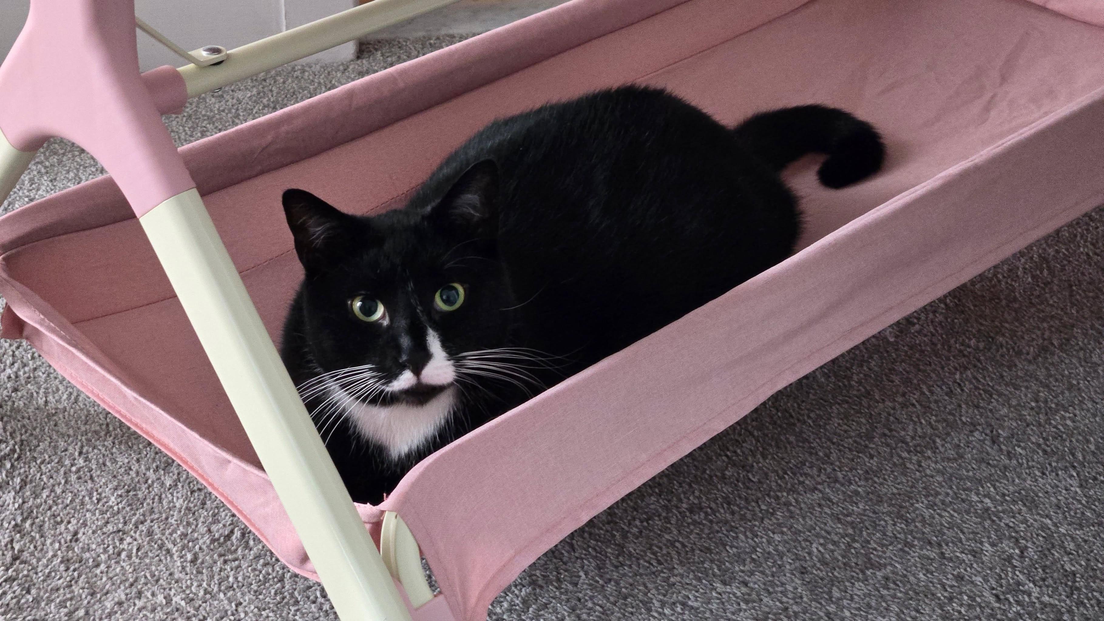 Enlarge Timmy, a ADOPTABLE Domestic Short Hair in Bayonne, NJ image 2/6