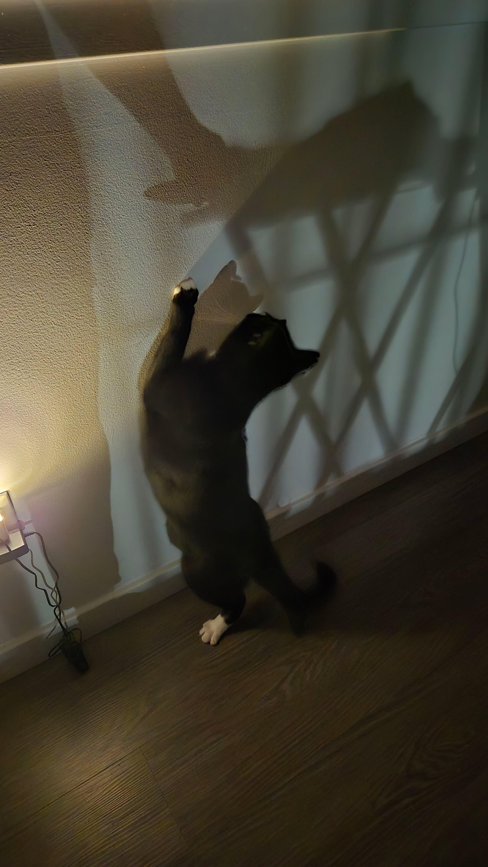 Enlarge Timmy, a ADOPTABLE Domestic Short Hair in Bayonne, NJ image 4/6