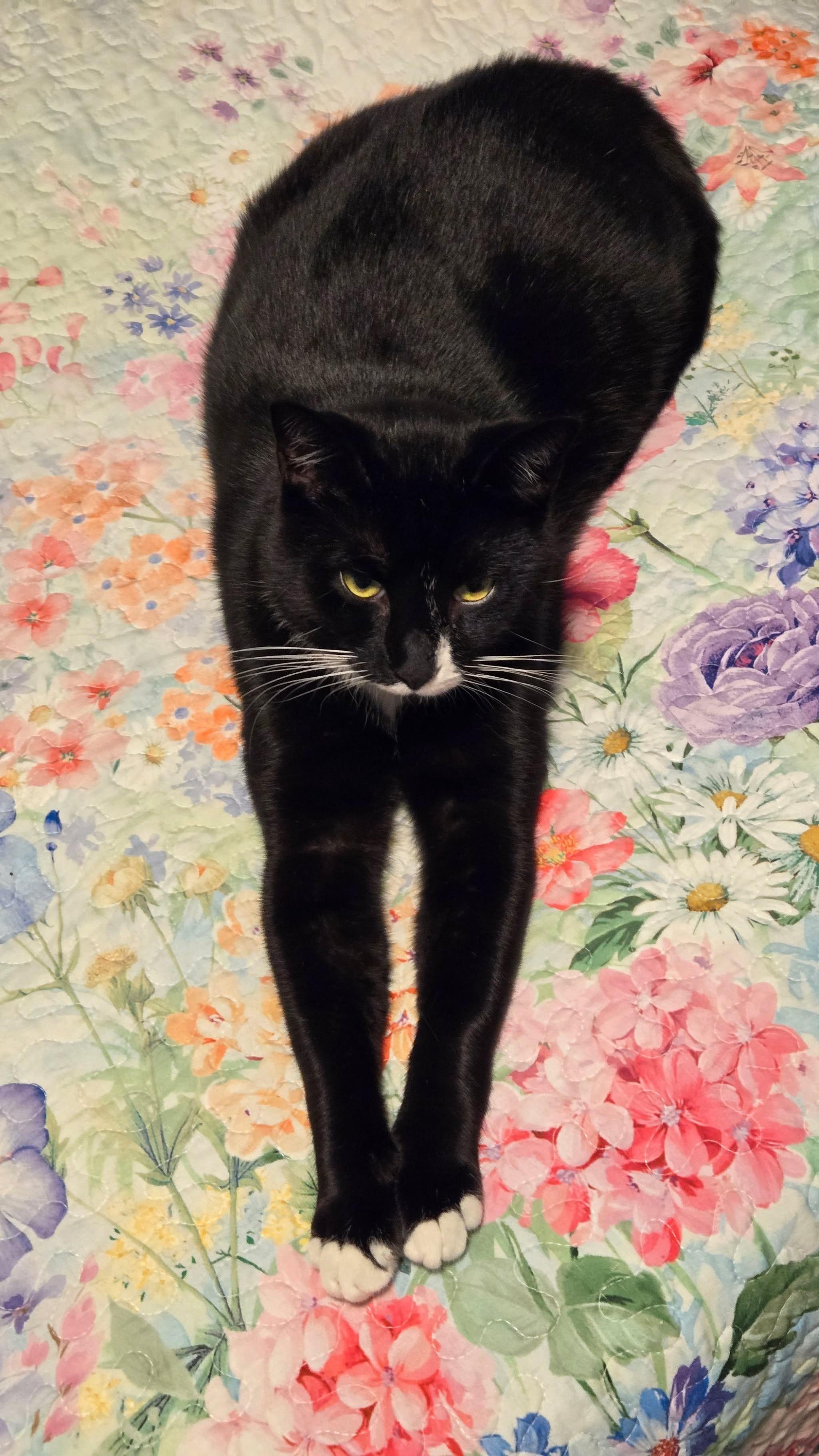 Enlarge Timmy, a ADOPTABLE Domestic Short Hair in Bayonne, NJ image 5/6
