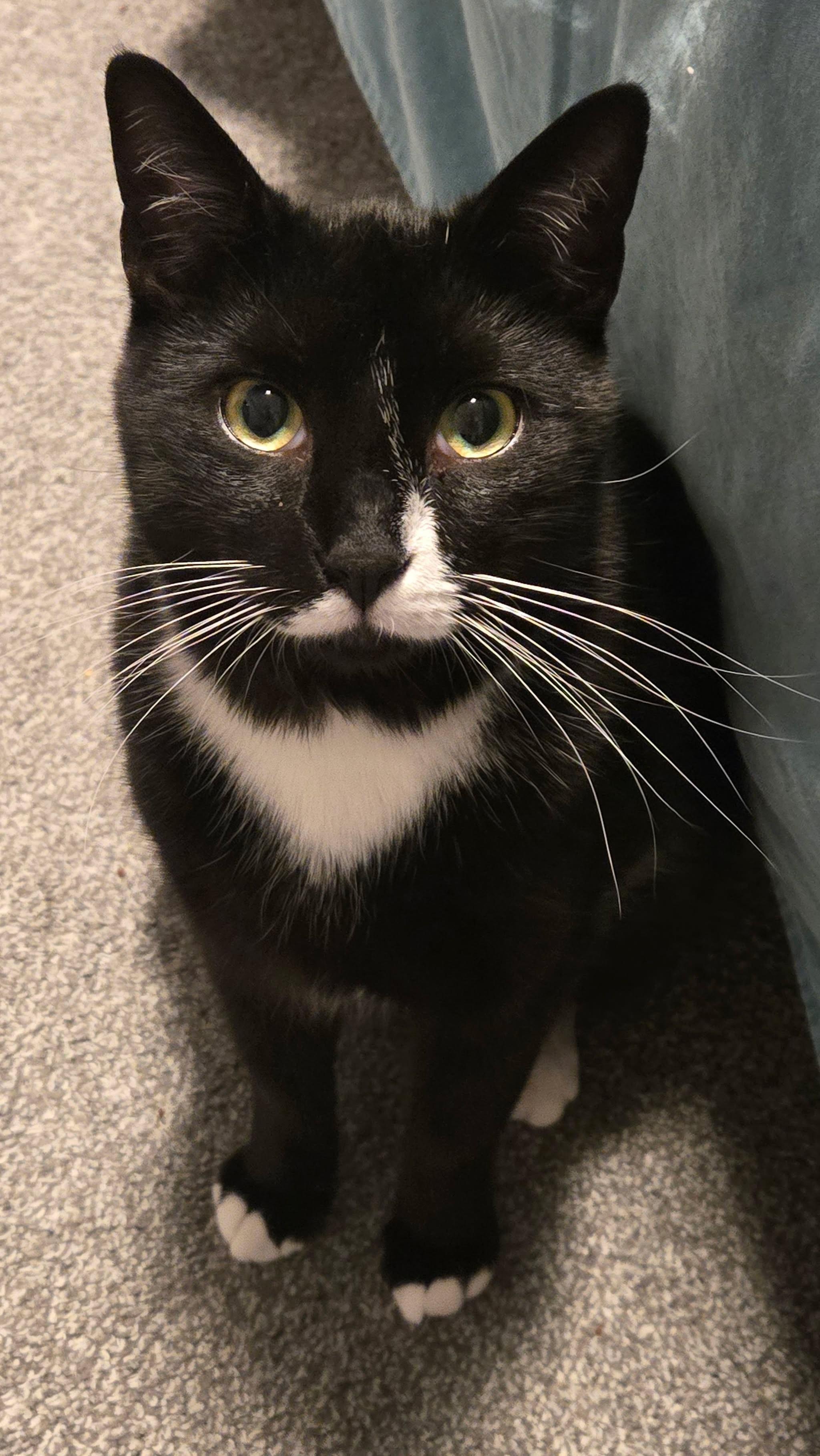 Timmy, ADOPTABLE, Adult Male Domestic Short Hair.