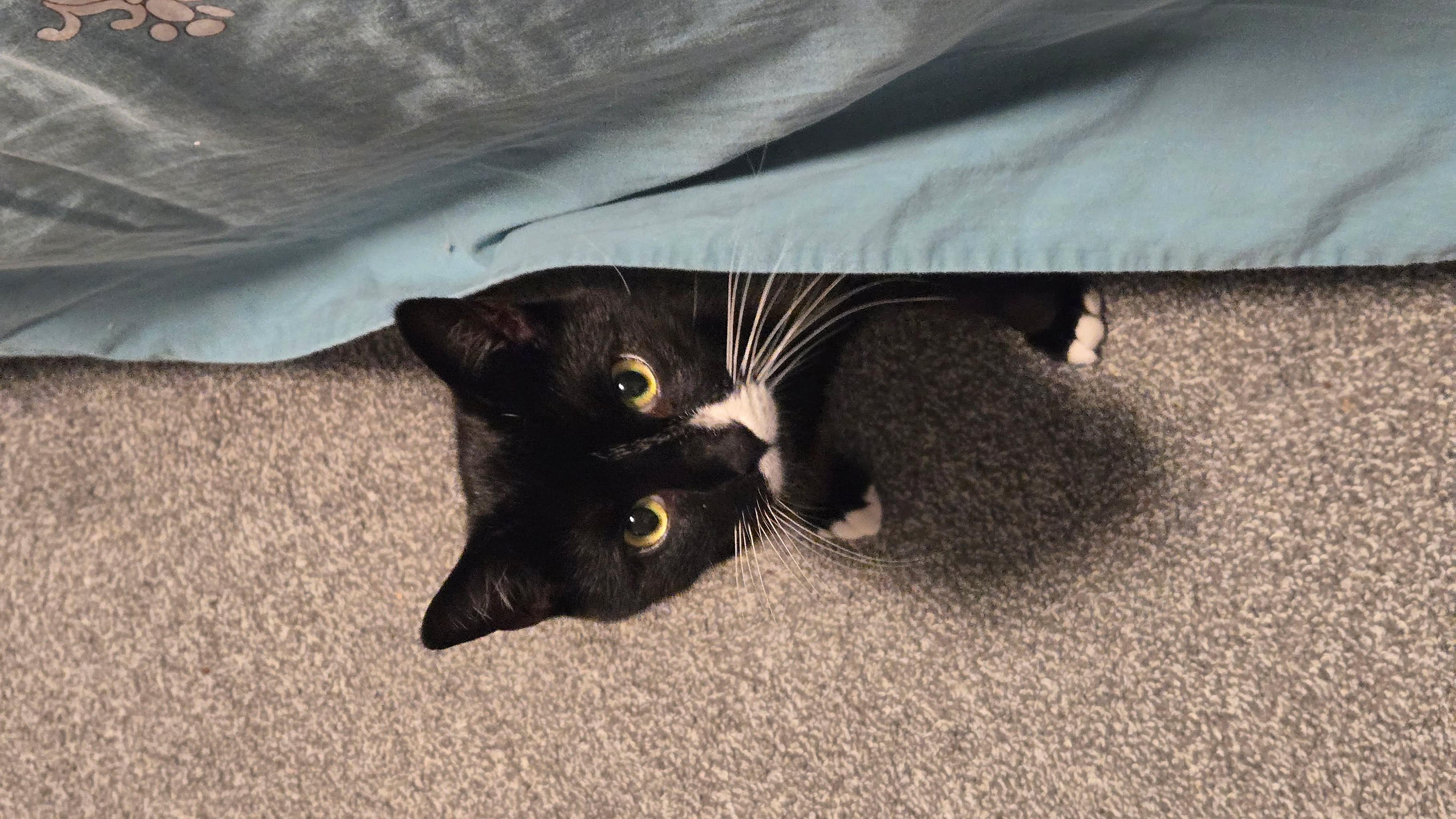 Enlarge Timmy, a ADOPTABLE Domestic Short Hair in Bayonne, NJ image 6/6
