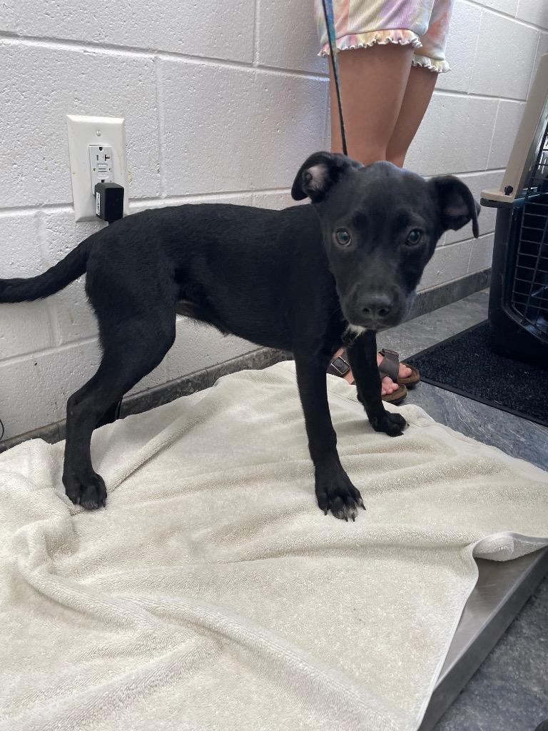 Enlarge Winney, a Adoptable mixed breed in Oxford, NC image 1/1