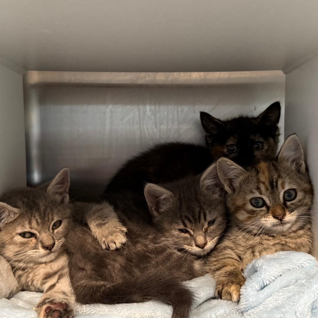 Enlarge Azure, a Adoptable Domestic Short Hair in Cedaredge, CO image 1/6