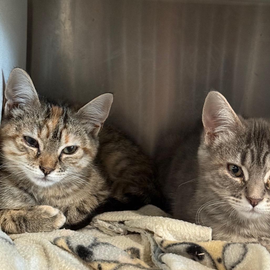 Enlarge Azure, a Adoptable Domestic Short Hair in Cedaredge, CO image 2/6