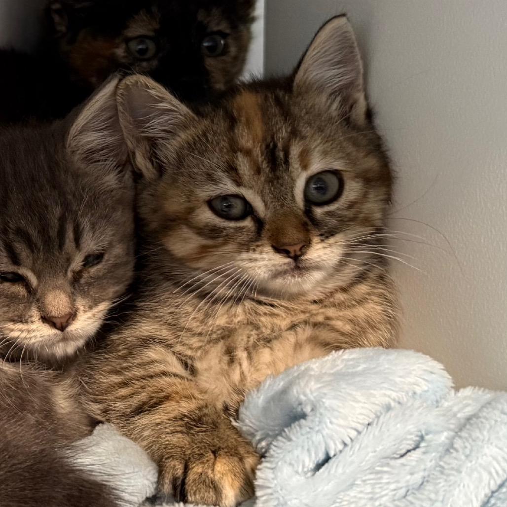 Enlarge Azure, a Adoptable Domestic Short Hair in Cedaredge, CO image 5/6