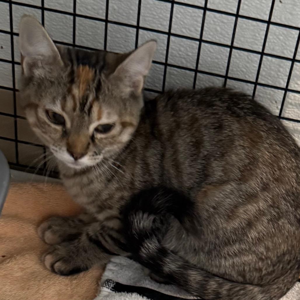 Enlarge Azure, a Adoptable Domestic Short Hair in Cedaredge, CO image 6/6