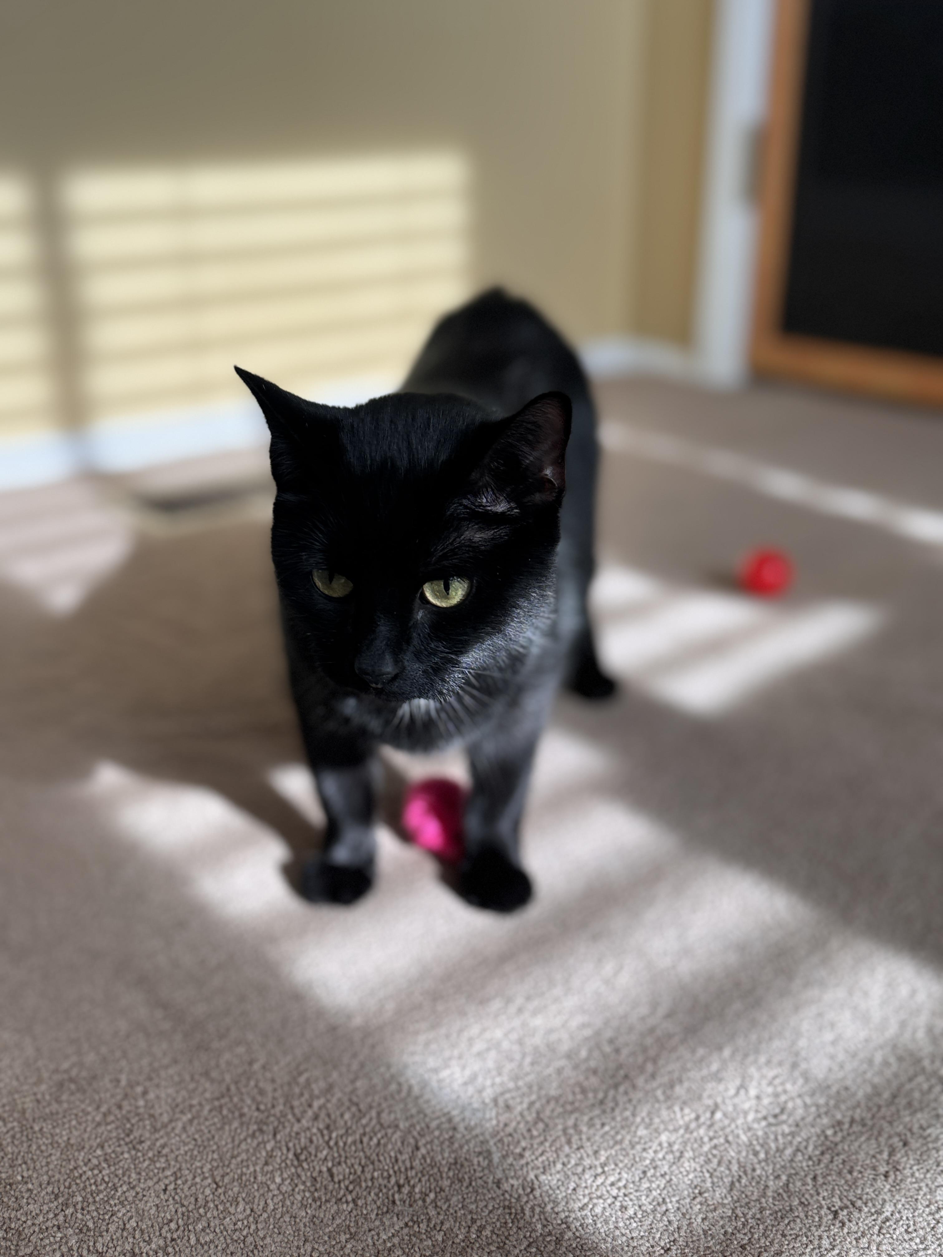 Miss Kitty Russell, Adoptable, Young Female Domestic Short Hair.