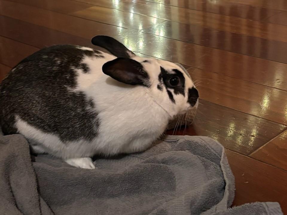 Danny, ADOPTABLE, Young Male American.