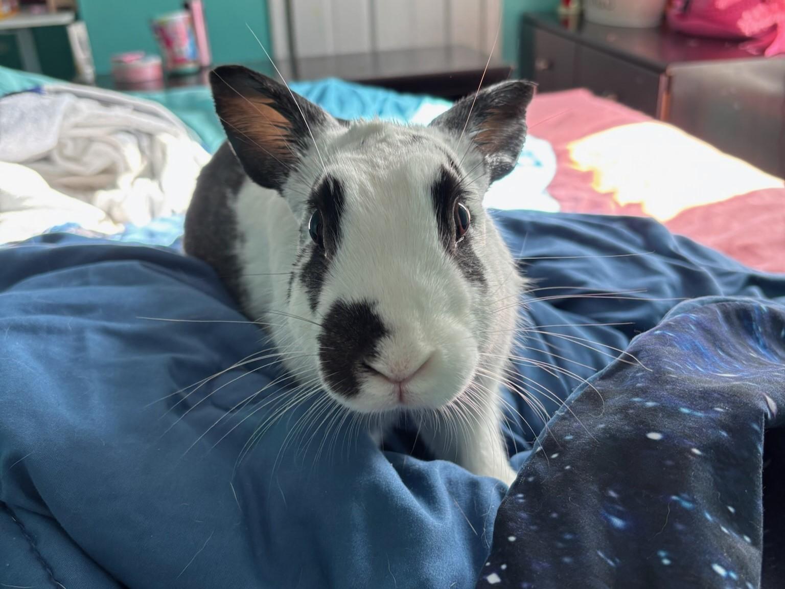 Enlarge Danny, a ADOPTABLE American in Lee's Summit, MO image 2/3