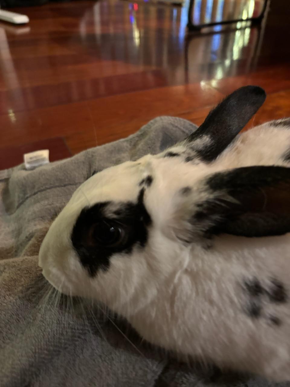 Enlarge Danny, a ADOPTABLE American in Lee's Summit, MO image 3/3