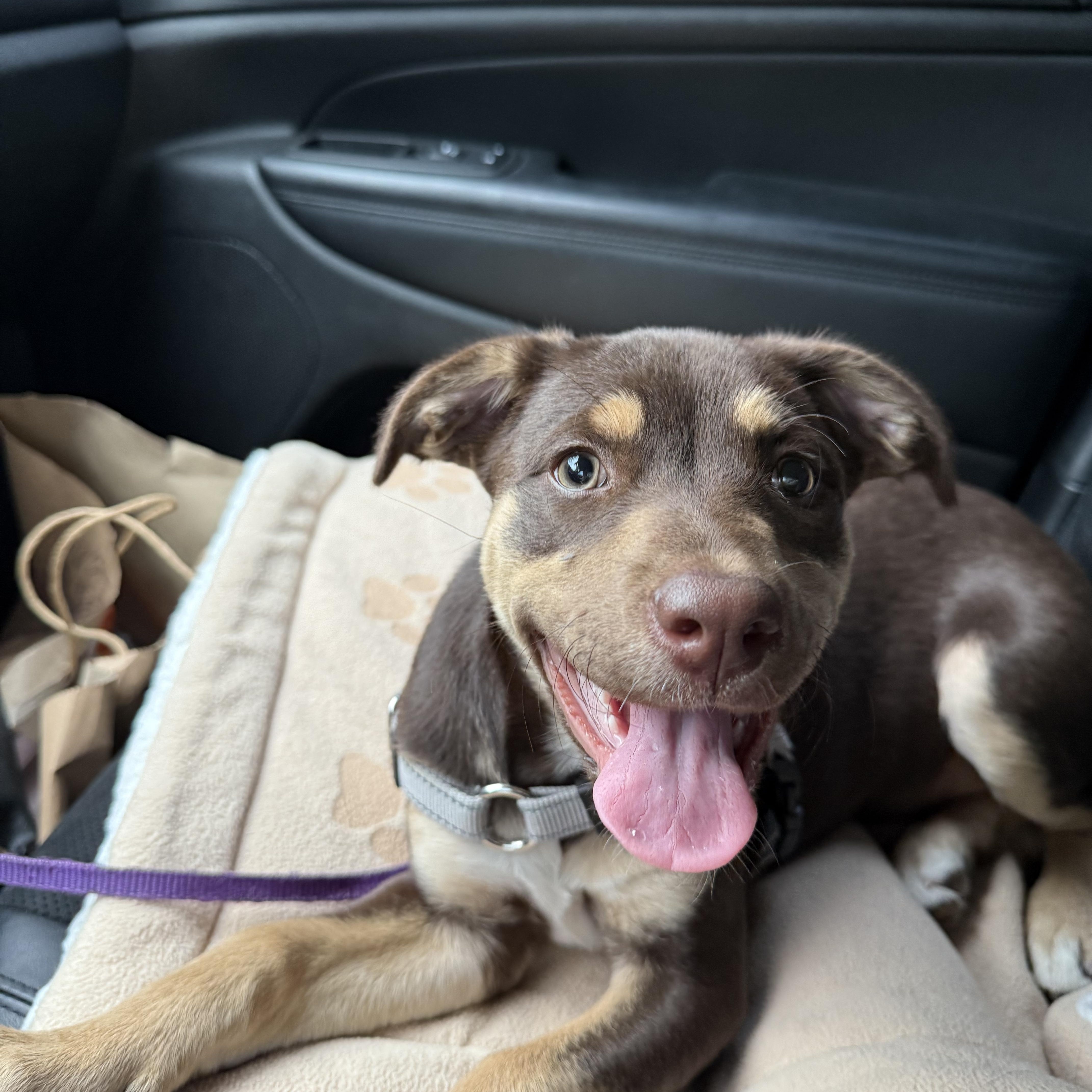 Emerald, a Adoptable mixed breed in Poway, CA image 3/6