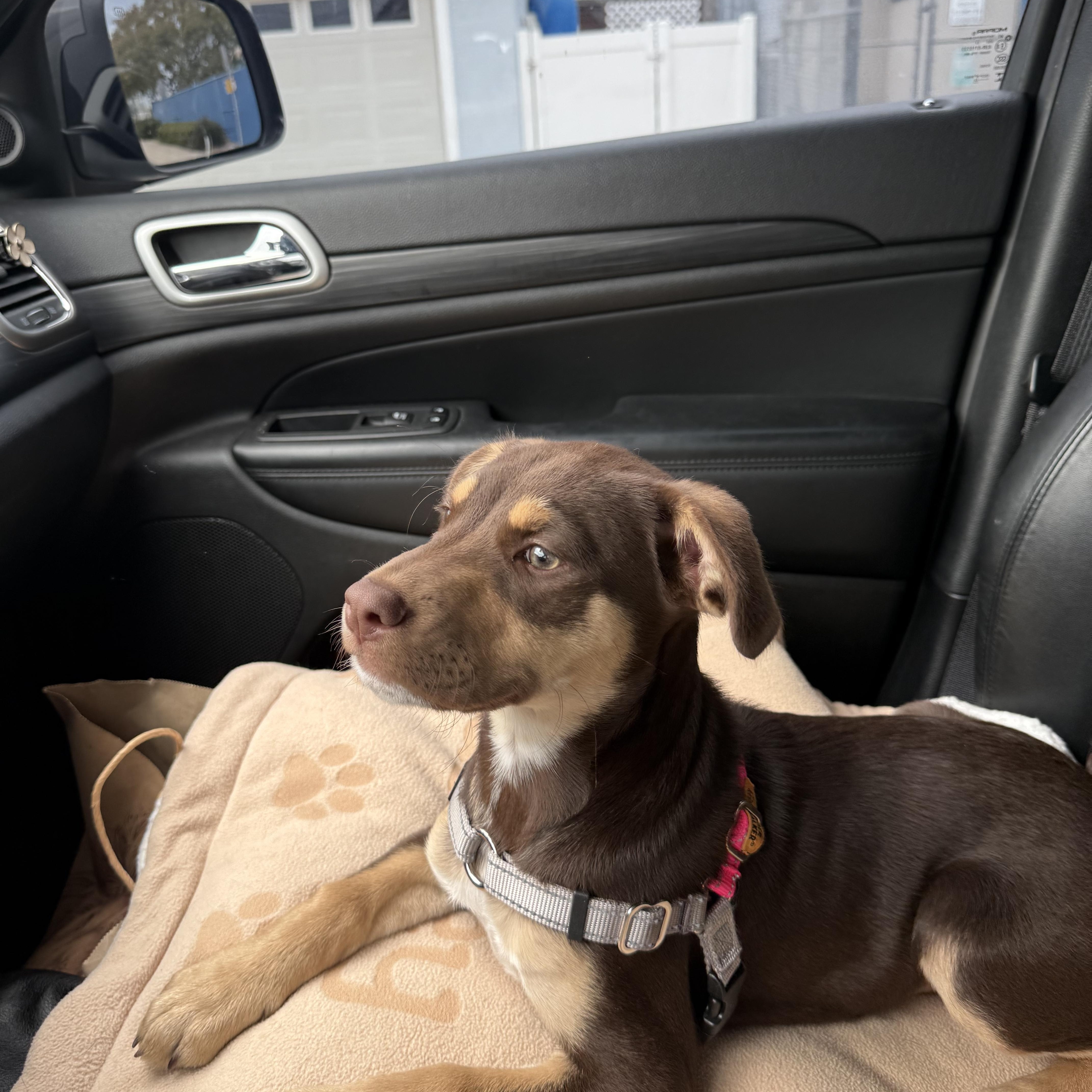 Emerald, a Adoptable mixed breed in Poway, CA image 6/6