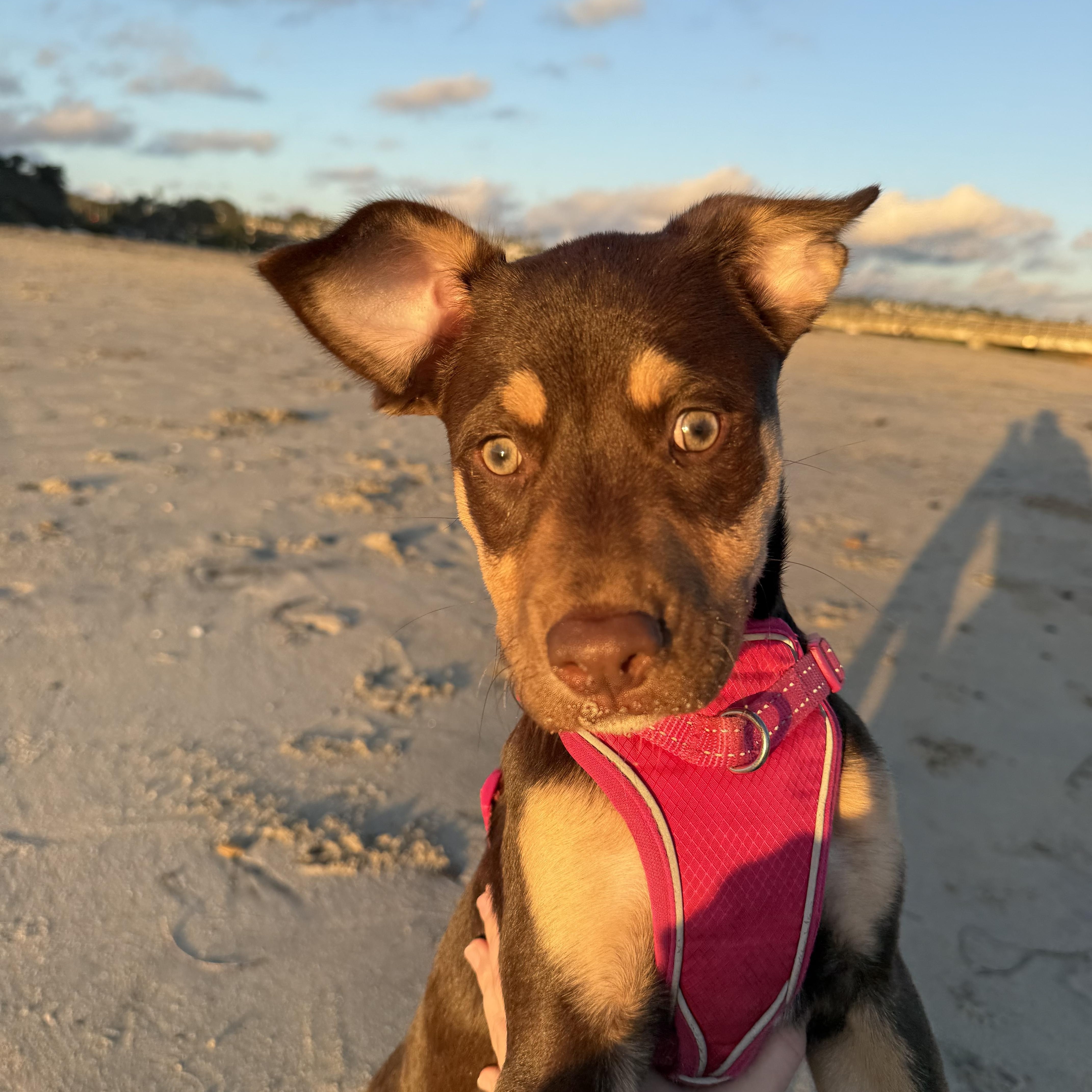 Emerald, a Adoptable mixed breed in Poway, CA image 2/6