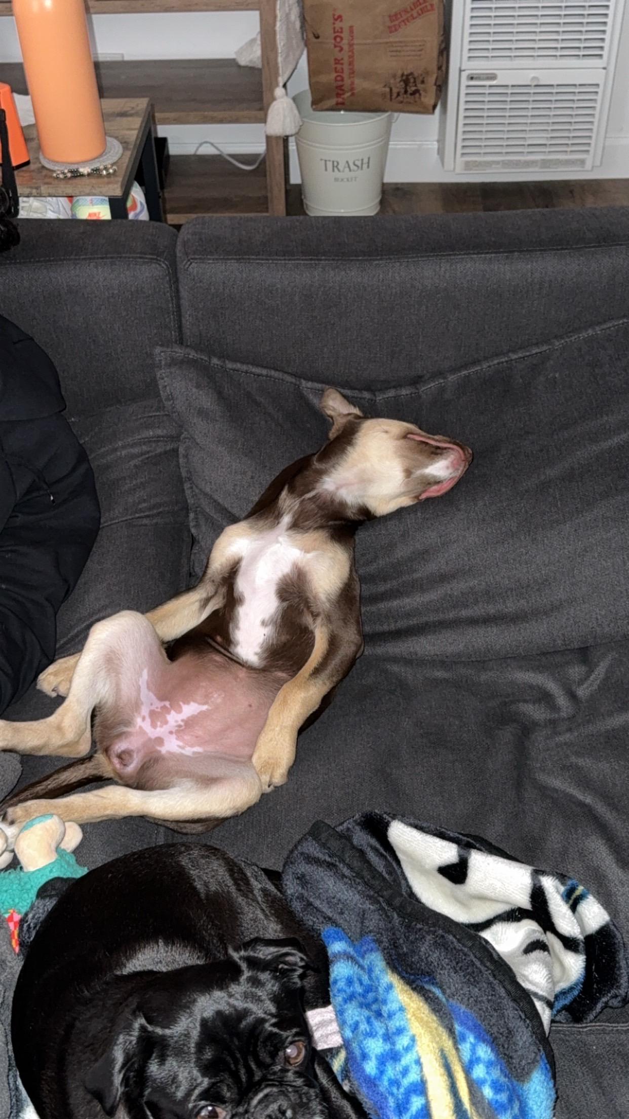 Emerald, a Adoptable mixed breed in Poway, CA image 4/6