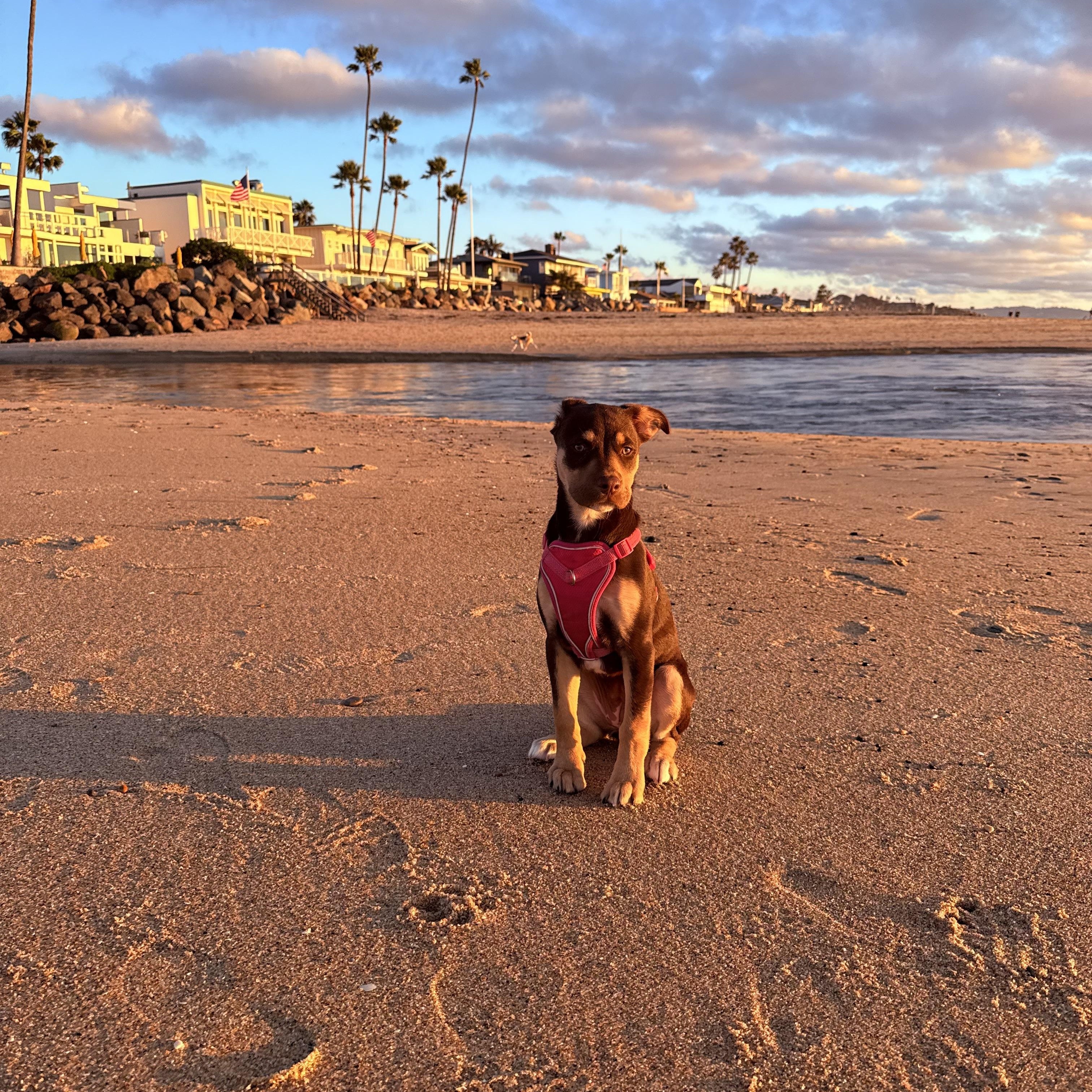 Emerald, a Adoptable mixed breed in Poway, CA image 1/6