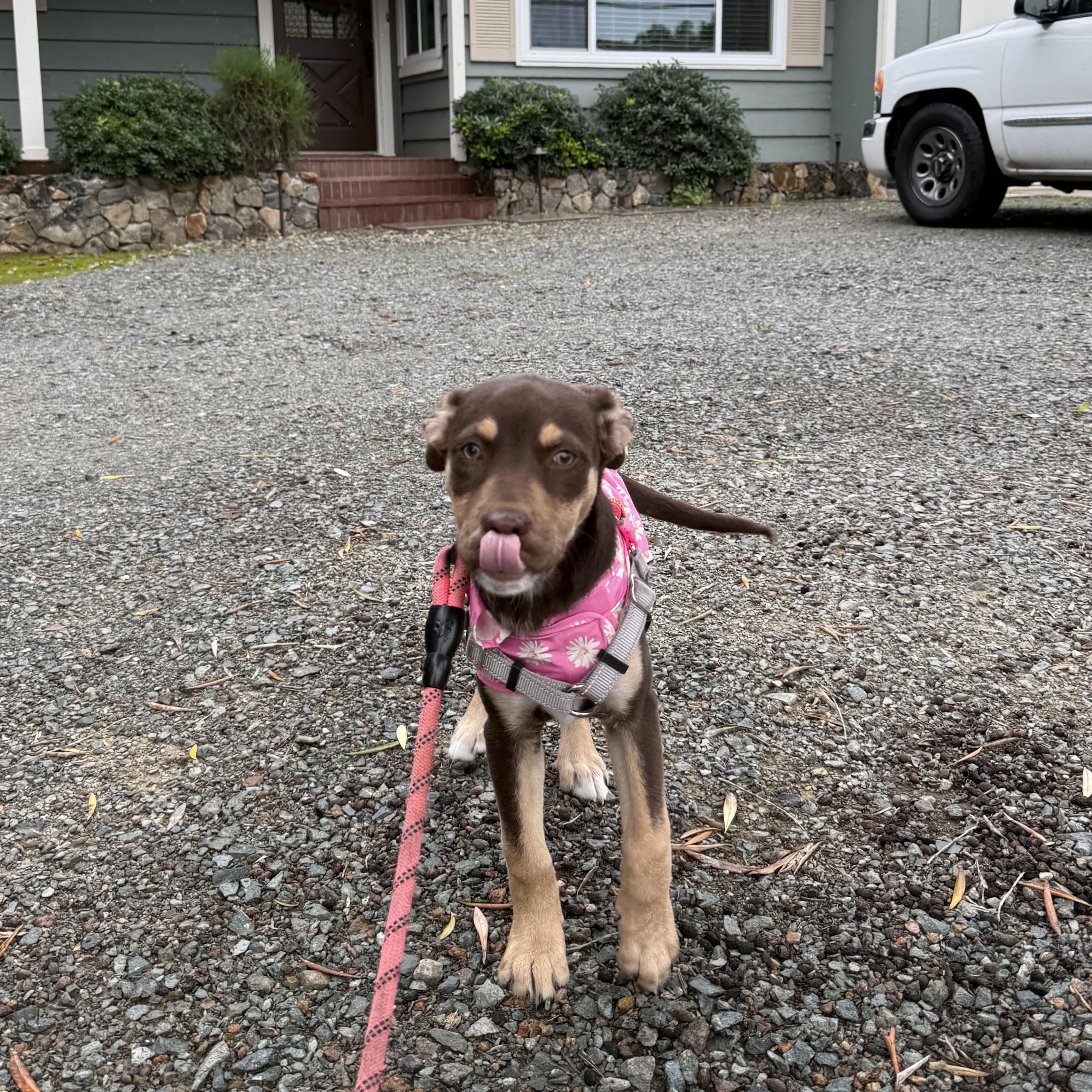 Emerald, a Adoptable mixed breed in Poway, CA image 5/6