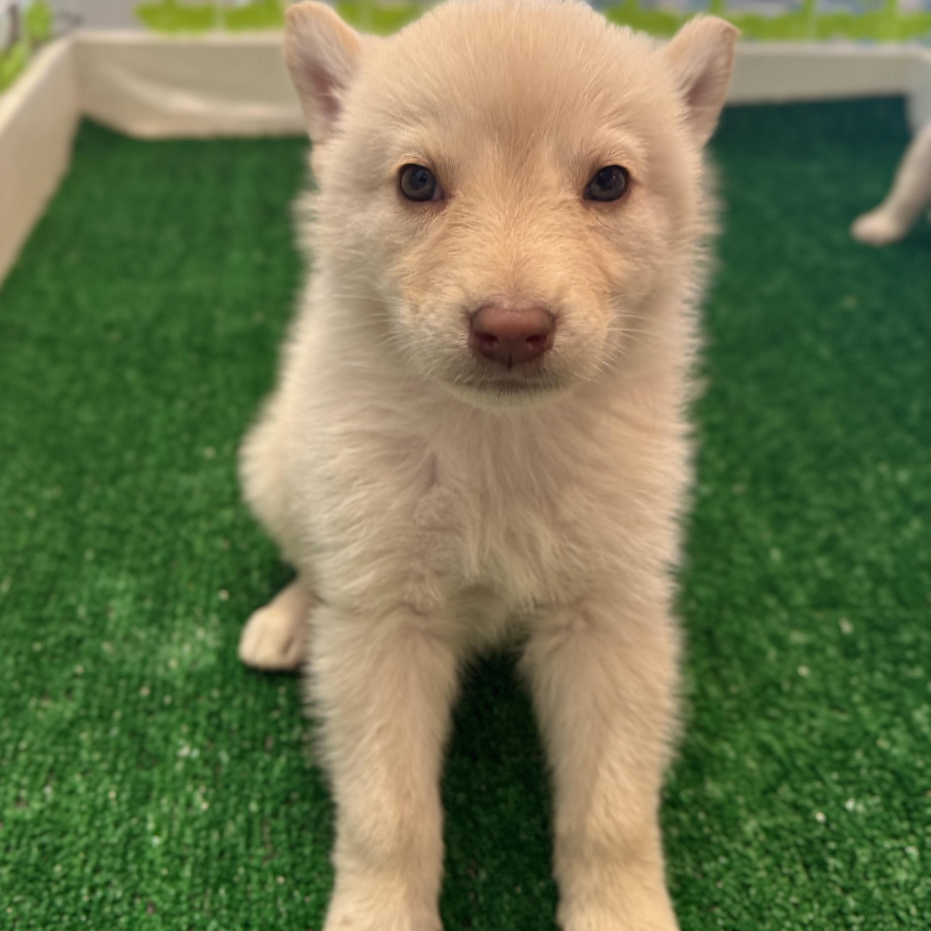 Pringle , Adoptable, Puppy Female Mixed Breed.