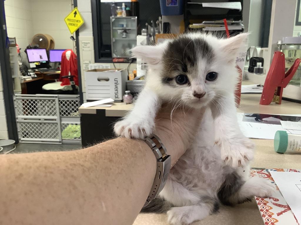 C1289-25, Adoptable, Young Female Domestic Short Hair.