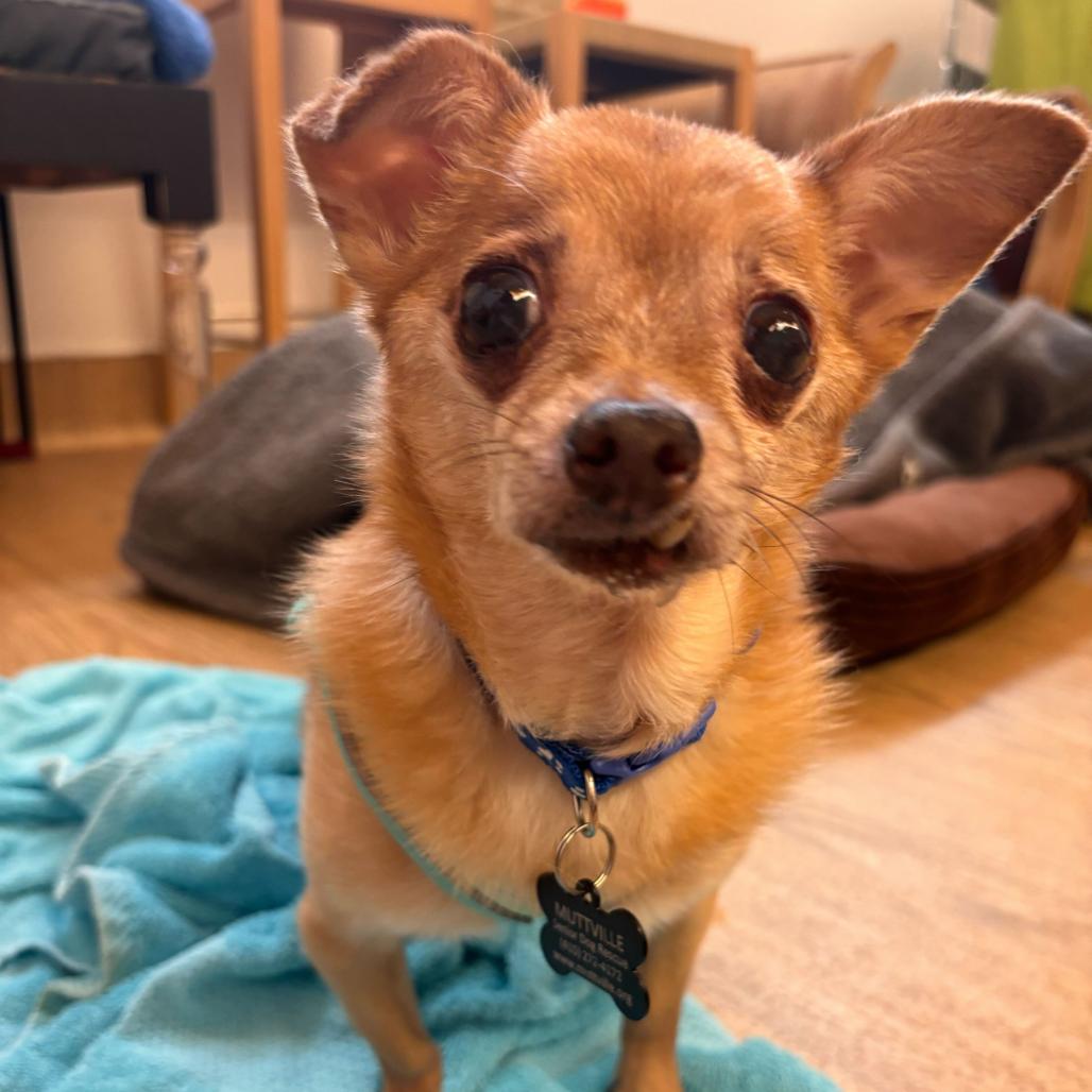 Miami Vice 14010, a Adoptable Chihuahua in San Francisco, CA image 1/6