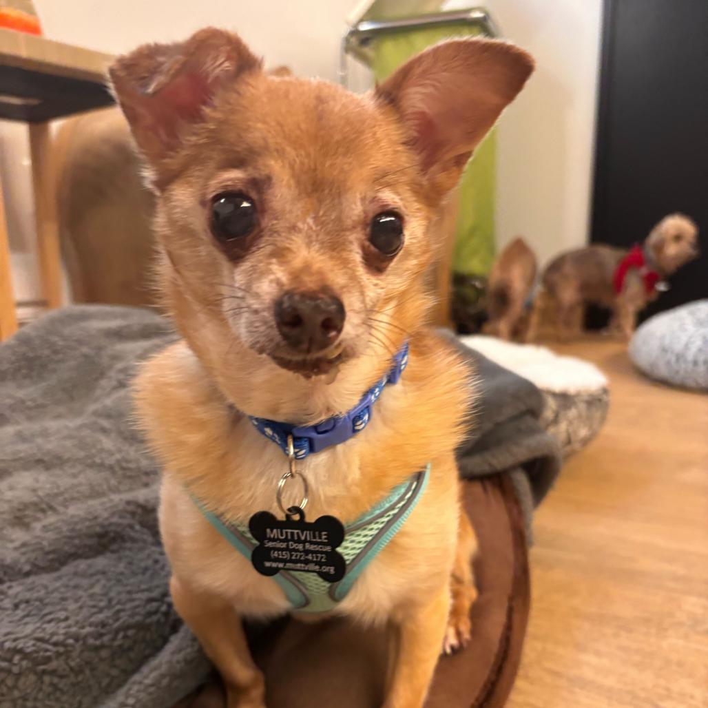 Miami Vice 14010, a Adoptable Chihuahua in San Francisco, CA image 2/6