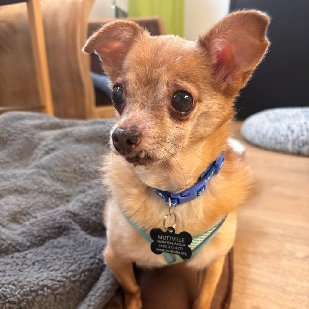 Miami Vice 14010, a Adoptable Chihuahua in San Francisco, CA image 3/6