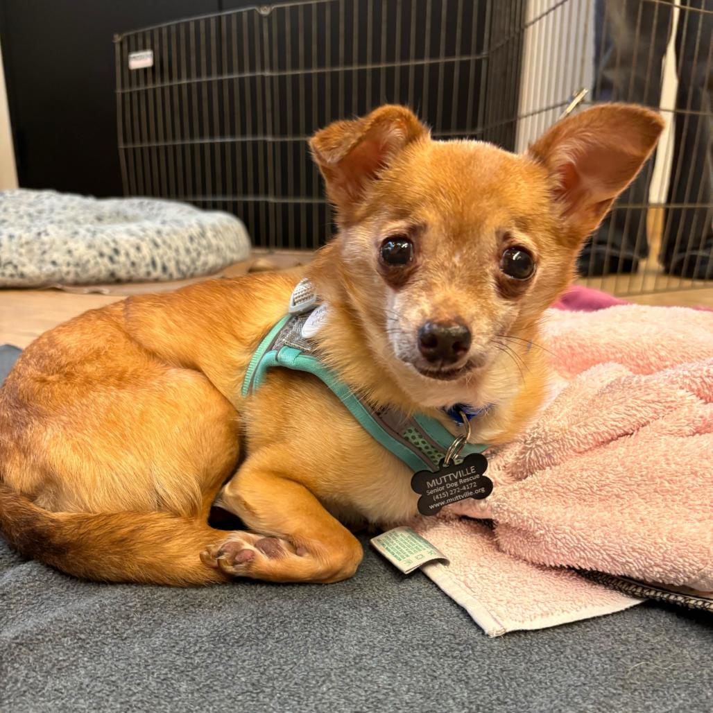 Miami Vice 14010, a Adoptable Chihuahua in San Francisco, CA image 4/6
