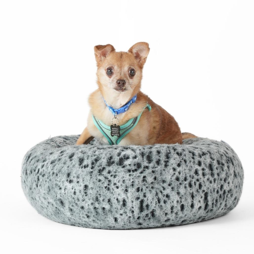 Miami Vice 14010, a Adoptable Chihuahua in San Francisco, CA image 5/6