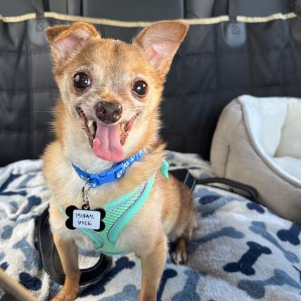Miami Vice 14010, a Adoptable Chihuahua in San Francisco, CA image 6/6