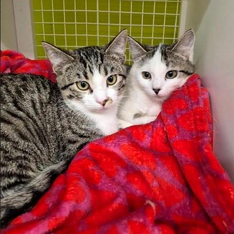 Enlarge Cedar and Acorn, an adoptable Tabby in Salt Lake City, UT image 1/3
