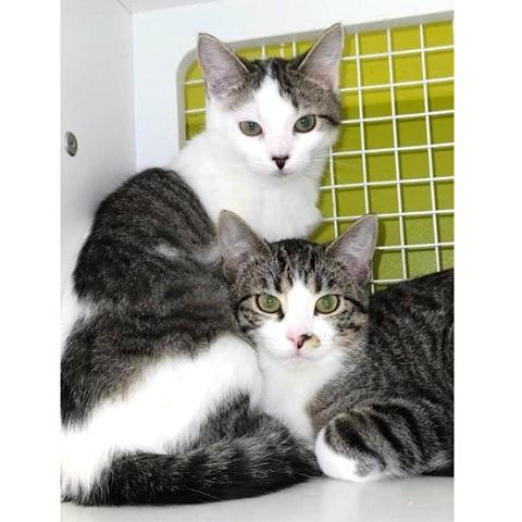 Cedar and Acorn, adoptable, Kitten Female Tabby.