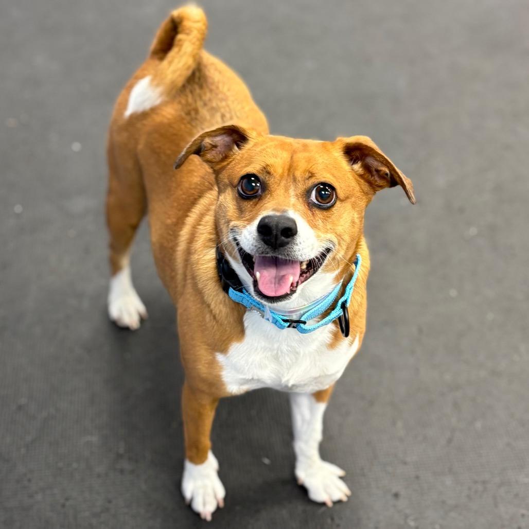 Lydia, Adoptable, Adult Female Mixed Breed.