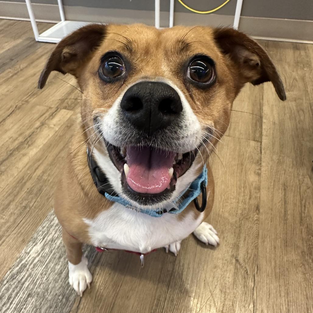 Enlarge Lydia, a Adoptable Mixed Breed in New York, NY image 3/6