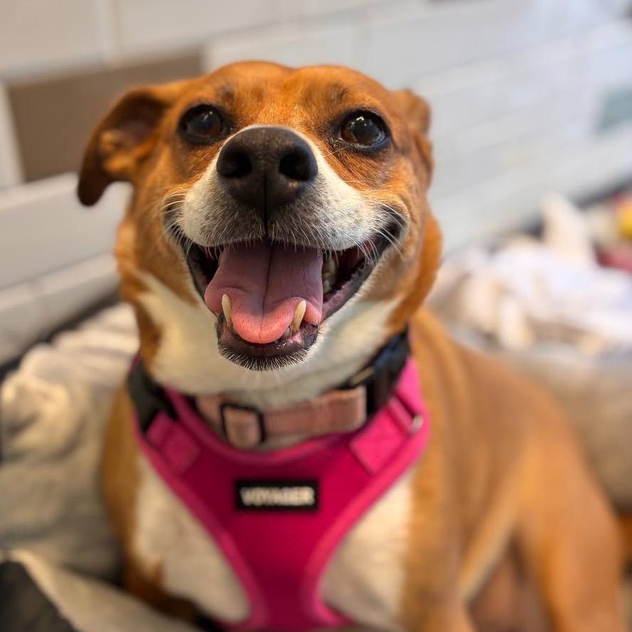 Enlarge Lydia, a Adoptable Mixed Breed in New York, NY image 6/6