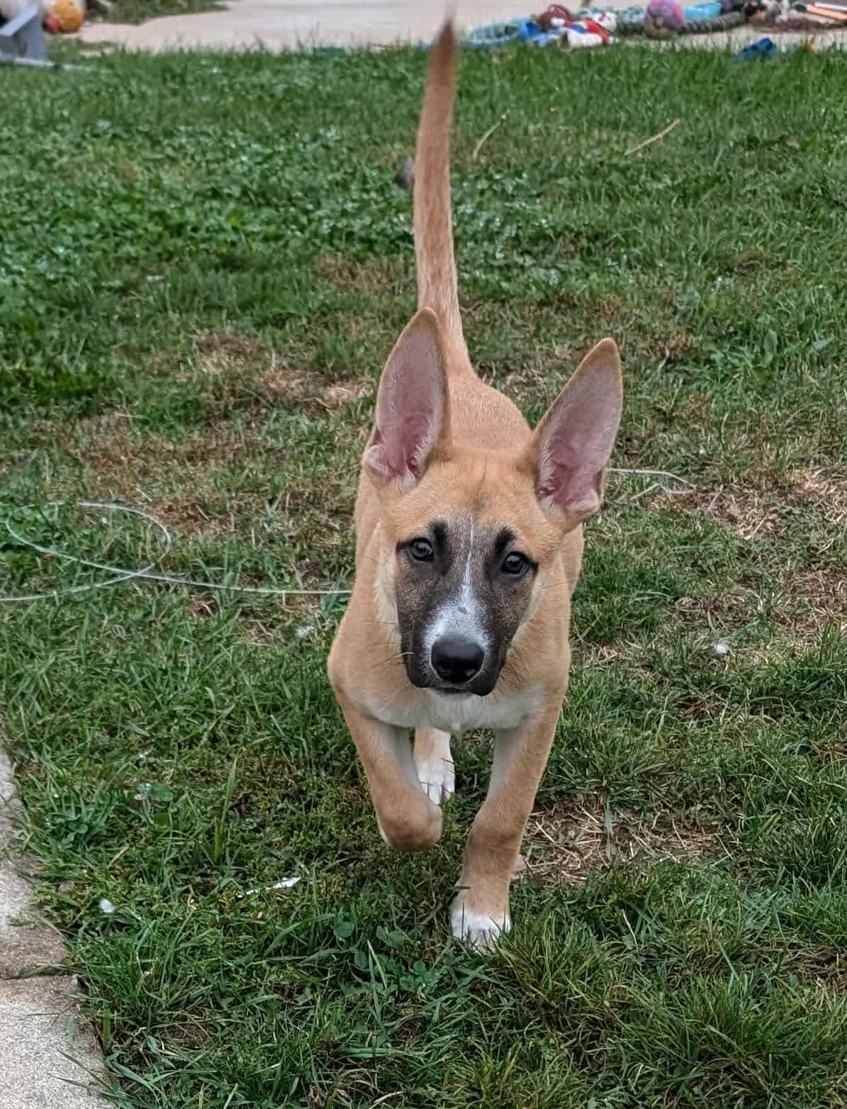 Lexi The Shepherd Mix thumbnail 4