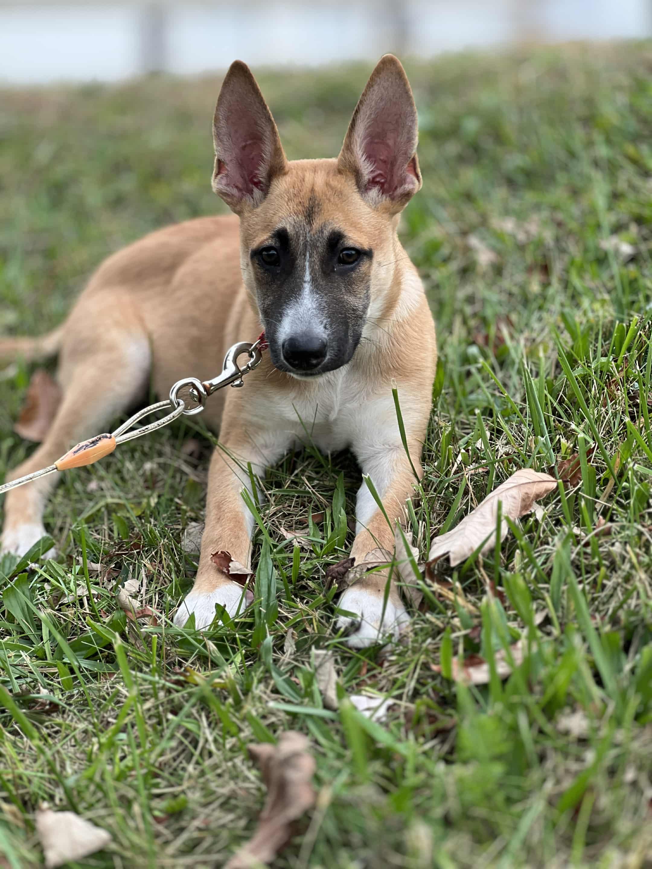 Lexi The Shepherd Mix