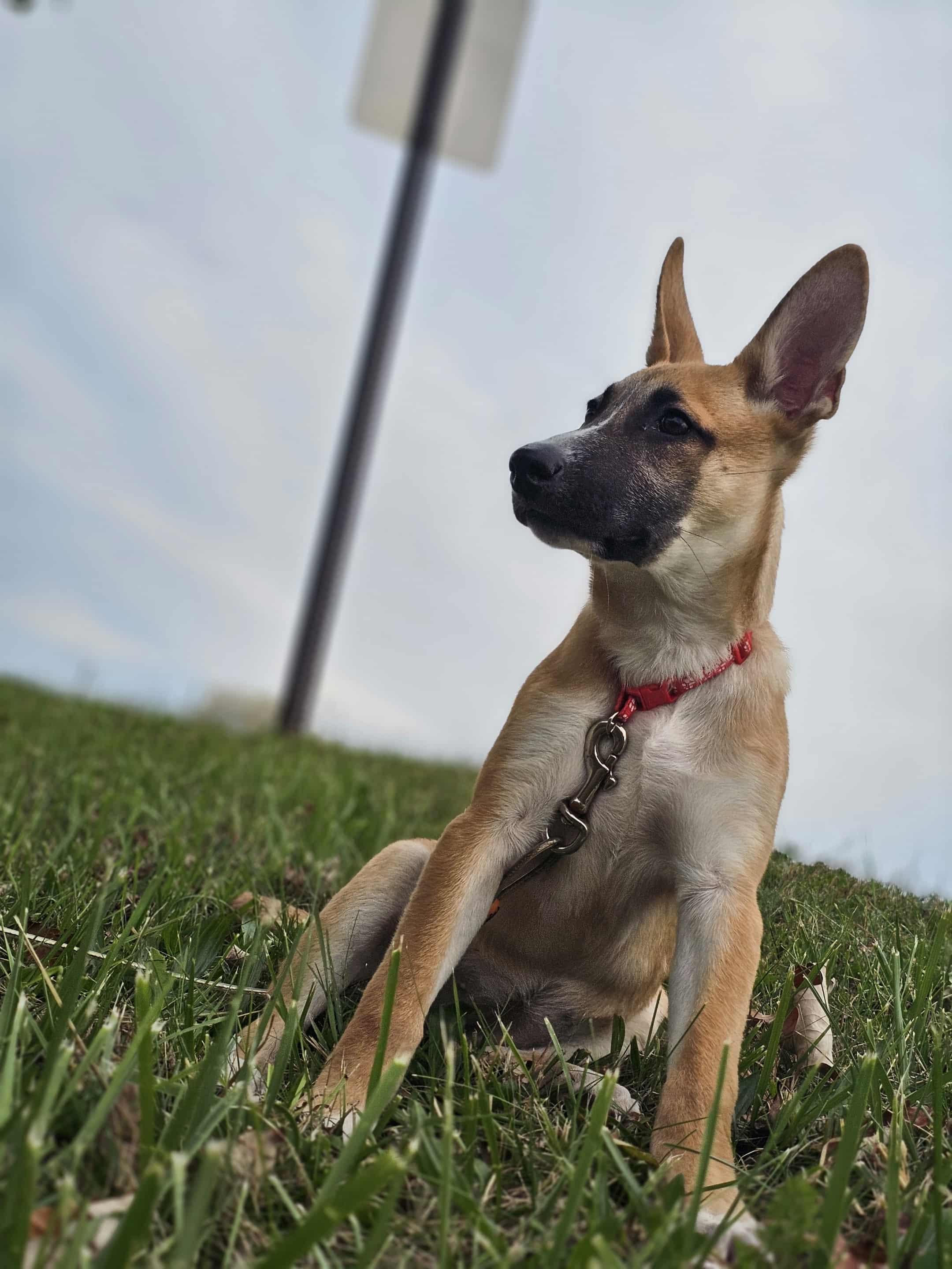 Lexi The Shepherd Mix thumbnail 3