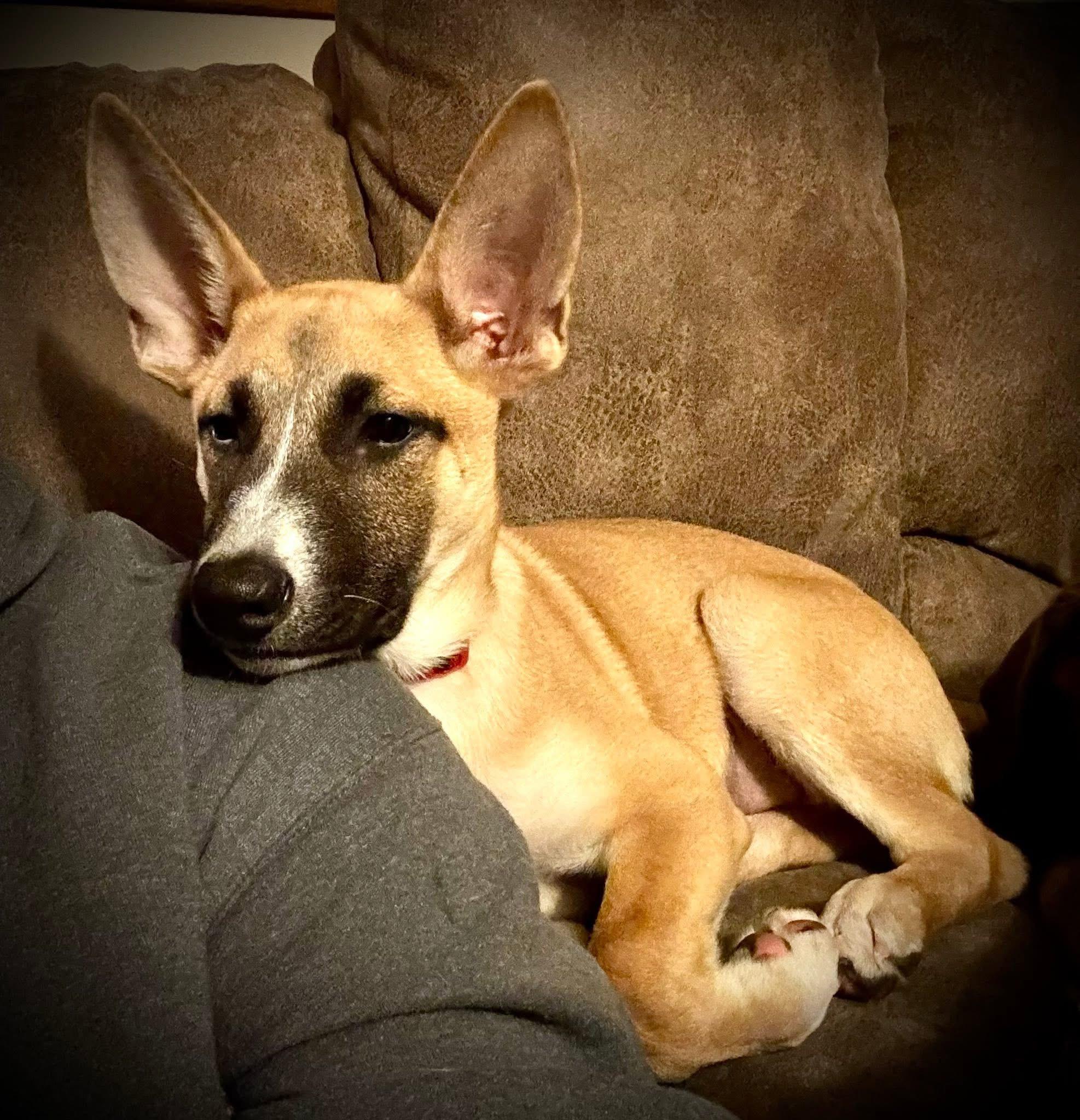 Lexi The Shepherd Mix thumbnail 5