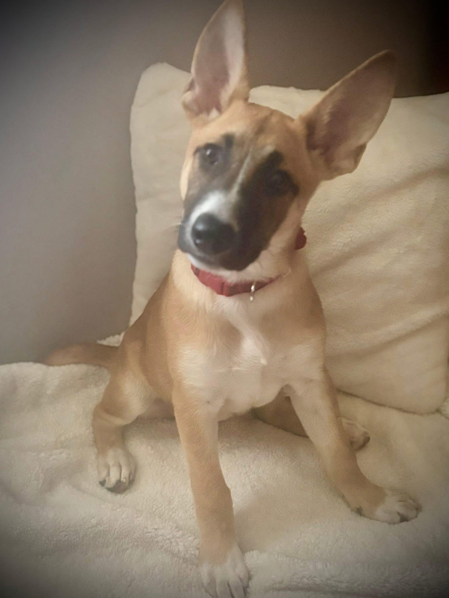 Lexi The Shepherd Mix photo 1